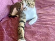 Apollo aus dem Tierschutz - Grevenbroich