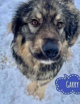 Garry ein treudoofer gutmütiger Hundebub - Flörsheim-Dalsheim