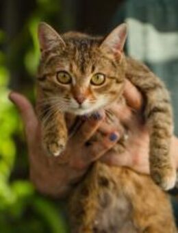 Tigerdame Margeaux - München