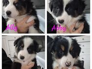 Australian shepherd Welpen - Marl (Nordrhein-Westfalen)