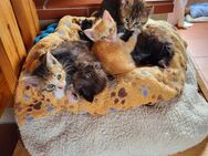 Hübsche Mai Kitten, Kätzchen bunt-getigert - Ein bunt-breit-getigertes Glückskätzchen ist noch frei - Besitz