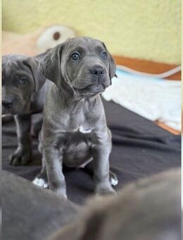 Reinrassige Cane Corso Blue Line Welpen - Duisburg