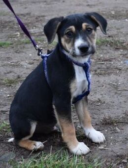 Lali der Fröhliche - Süderbrarup