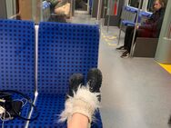 Suche Paypig - Hennigsdorf Zentrum