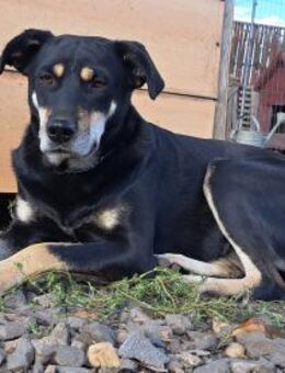 Freundliche Lolly sucht ihre Familie - Weilheim (Oberbayern)