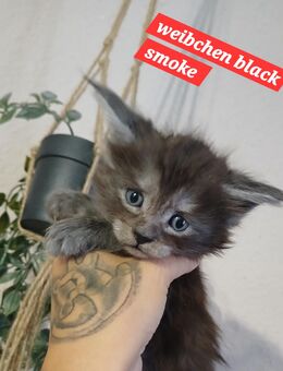 Noch 2 Xxl maine coon kitten black smoke weibchen u. Ein Tabby - Bad Kissingen