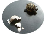 Schildkröte, Griechische Landschildkröten - Ottendorf-Okrilla
