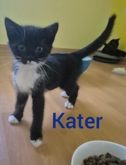 Katzenbabys - Völklingen