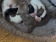 Chihuahua Welpen Mai 2025 - Bergheim (Nordrhein-Westfalen)