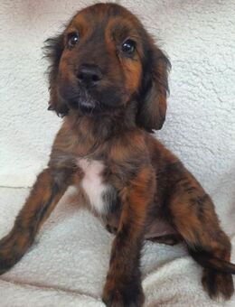 Welpenrüde Karl - Rambin