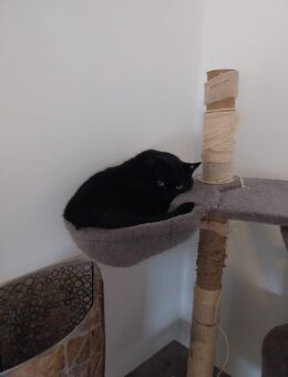 2 Fellnasen suchen ein Haus mit Freigang - Schweich