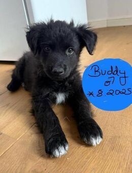 Buddy und seine Brüder suchen Zuhause - Beltheim