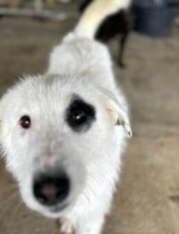 BEPPO - sehr aktiver, niedlicher Kerl! - Korschenbroich