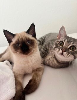 Bkh Katzen sofort abzugeben - Osnabrück