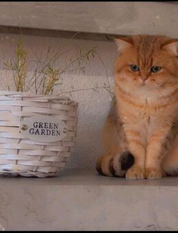 Bkh deckkater Golden er hat Erfahrung - Essen