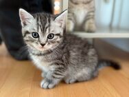 Kitten bald Abgabe bereit - Essen