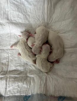 Reinrassige Malteser Welpen - Hofbieber