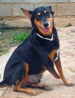 Cervantes ist so ein dankbares Wesen.... - Laatzen