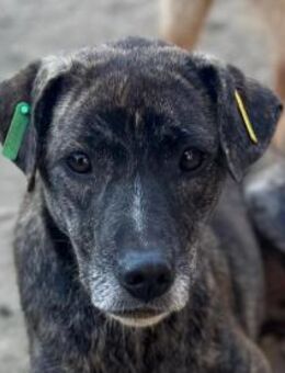 NAIROBI-ein Sonnenschein auf 4 Pfoten - Rösrath