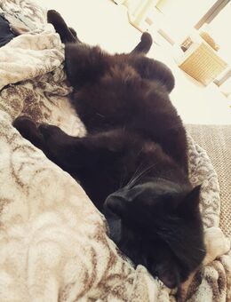 Kater sucht liebevolles Zuhause - Remagen