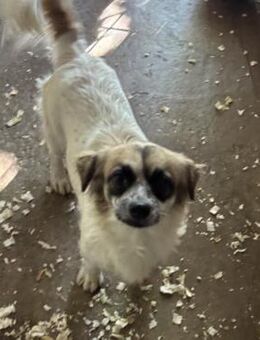 GESA - WURDE EINFACH AUSGESETZT - Nörten-Hardenberg