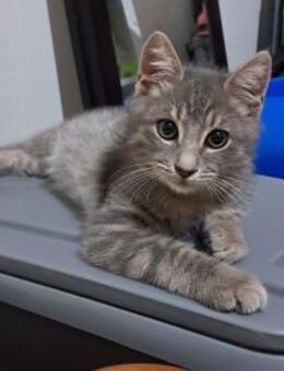 Murphy aus dem Tierschutz - Grevenbroich