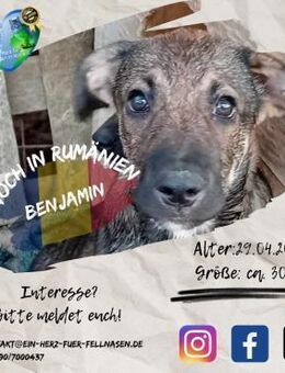 BENJAMIN - und seine 5 Geschwister - Waakirchen