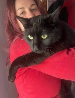 Tom schwarzer Panther sucht Kuschelhöhle - Alfeld (Leine)