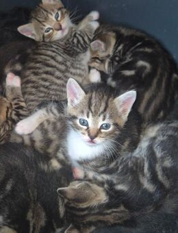 Katzen - Bochum