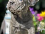 Bildschöne Französische Bulldoggen Welpen in Blue aus liebe voller Familienzucht freiatmend - Hannover