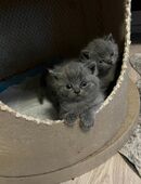 Britischkurzhaar kleine süße mit Stammbaum in 99734