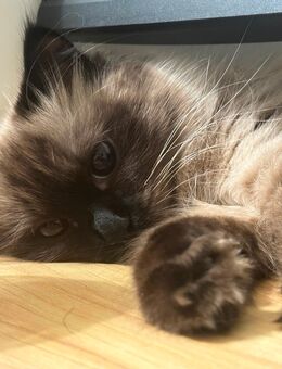 Siam/Ragdoll Katze sucht ein liebevolles neues Zuhause💕 - Hamburg Hamburg-Nord