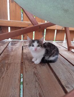 Katzen - Babensham