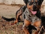 Louisiana Catahoula Leopard Dog - Hamburg