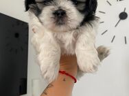 Reinrassige Shih Tzu Welpen - Neresheim Zentrum