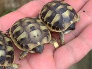 Griechische Landschildkröten THB - Wettenberg