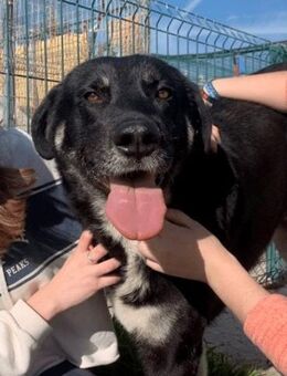 DRAGÓN - ein gutmütiger Großer....... - Kempen