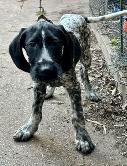 Hund - Herzebrock-Clarholz
