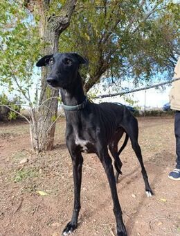 Dann - Geilenkirchen