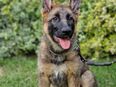 Schäferhund welpen in 48683