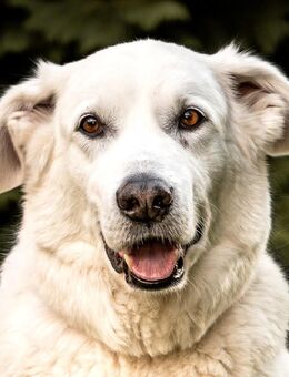 Brix - Golden Retriever-Mix - 8 Jahre - Tierhilfe Franken e.V. - Lauf (Pegnitz) Zentrum