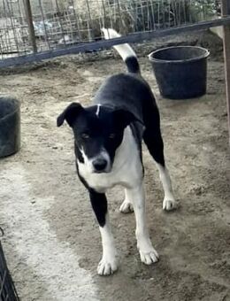 Kuno 55 cm - Alpenrod