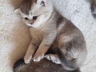 Mai-Kitten, super süße verschmuste BKH Bärchen, Britisch Kurzhaar - Neubrandenburg