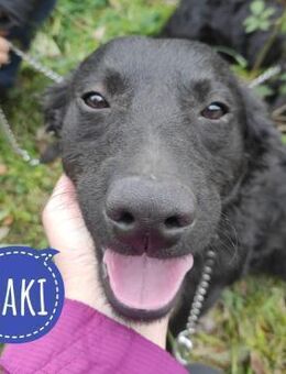 Maki ein lieber vitaler Schatz - Flörsheim-Dalsheim