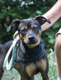 Fido sucht konsequentes Zuhause - Puchheim