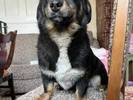 Toby - Familienhund, mag Katzen - Blankenheim (Nordrhein-Westfalen)