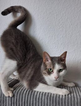 2 Katzen - Friedrichstadt