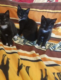 Bezaubernde liebevolle Rasse-Mix-Kätzchen Kitten Katzenkinder Mädchen abzugeben - Kitzingen