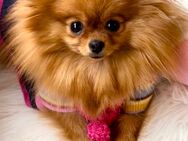 Pomeranian (w) Milly sucht neues zu Hause - Wiesbaden