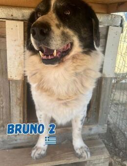 Bruno 2 - gemütlich und ruhig - Heppenheim (Bergstraße)